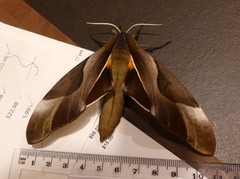 Coequosa triangularis