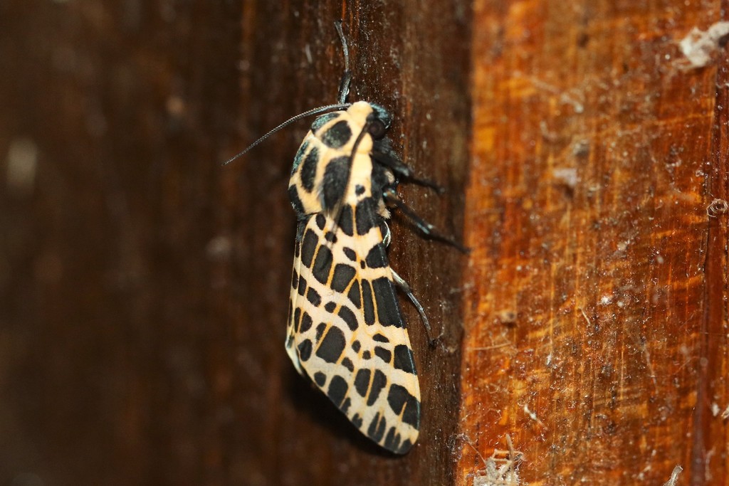 Hypercompe theophila
