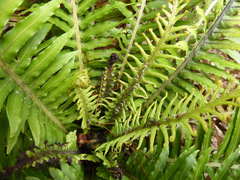 Blechnum gibbum