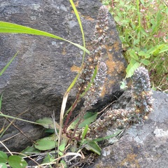 Thompsonella minutiflora