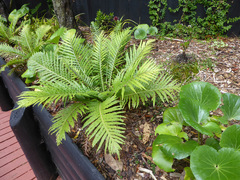 Blechnum gibbum