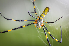 Trichonephila clavata