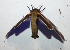 Coequosa triangularis