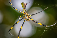Trichonephila clavata