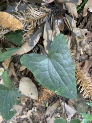Asarum caudigerum