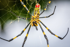 Trichonephila clavata