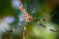 Trichonephila clavata