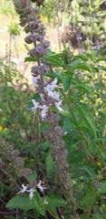 Ocimum tenuiflorum