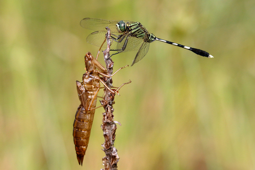 Slender Skimmer, Anindilyakwa NT 0822, Australia, photo 10 of 10