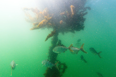 Seriola zonata