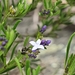 Declieuxia spergulifolia - Photo (c) wandergsouza, algunos derechos reservados (CC BY-NC)