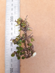 Coprosma crassifolia