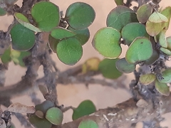 Coprosma crassifolia