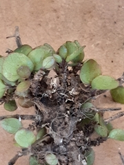 Coprosma crassifolia