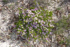 Calectasia