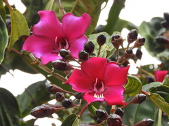 Meriania nobilis