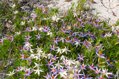 Calectasia