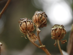 Meriania nobilis