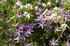 Calectasia
