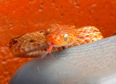 Trimorphodon paucimaculatus