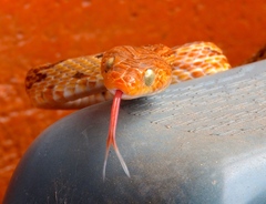 Trimorphodon paucimaculatus