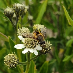 Eristalis bogotensis