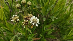 Eristalis bogotensis