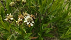 Eristalis bogotensis