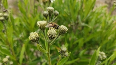 Eristalis bogotensis
