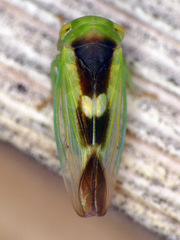 Populicerus lunaris
