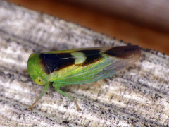 Populicerus lunaris