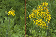 Ligularia schmidtii
