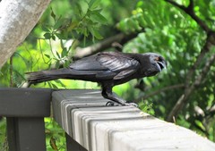 Corvus leucognaphalus