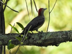 Melanerpes aurifrons