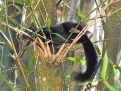 Sciurus aureogaster