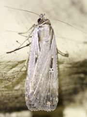 Tathorhynchus exsiccata