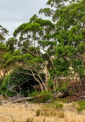 Eucalyptus leucoxylon leucoxylon