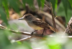 Myiarchus stolidus
