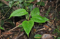 Anthurium collinsii
