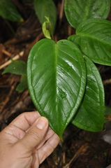 Anthurium collinsii