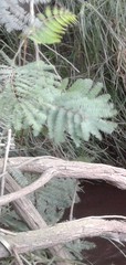 Paraserianthes