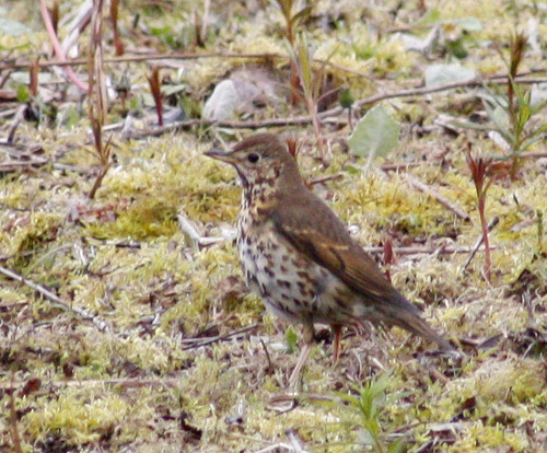 Turdus philomelos