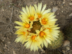 Coryphantha erecta