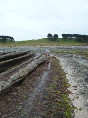 Acanthochitona zelandica