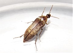 Trigonodera