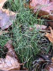 Equisetum scirpoides image
