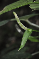 Image of Anthurium chorranum