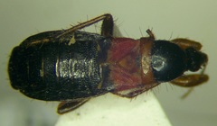 Prostemma sanguineum