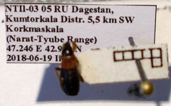 Prostemma sanguineum