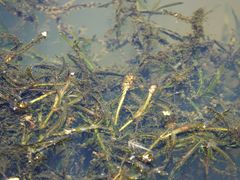 Potamogeton ochreatus